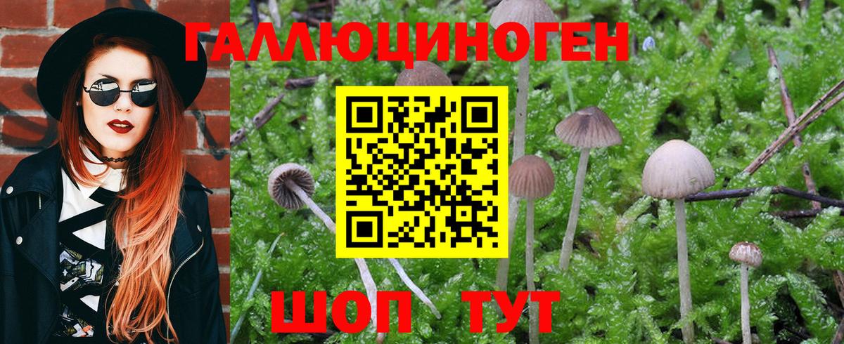Галлюциногенные грибы GOLDEN TEACHER Новочеркасск